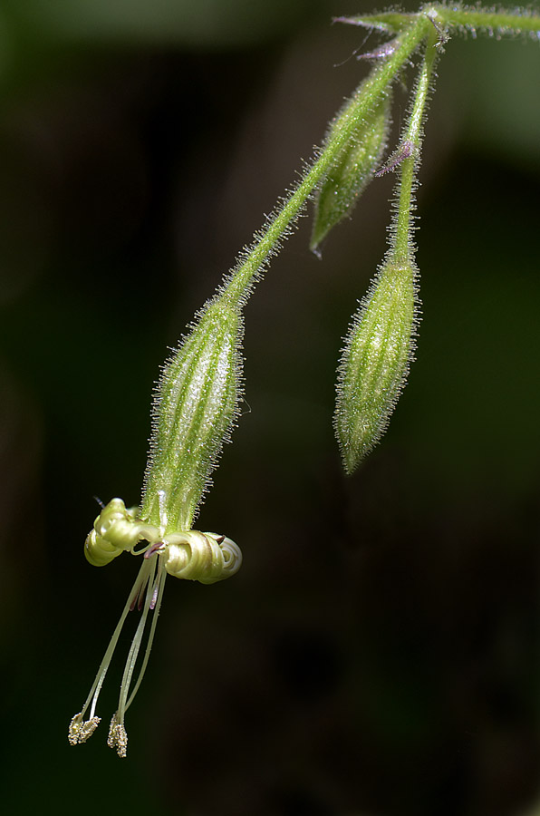 Silene nutans / Silene ciondola